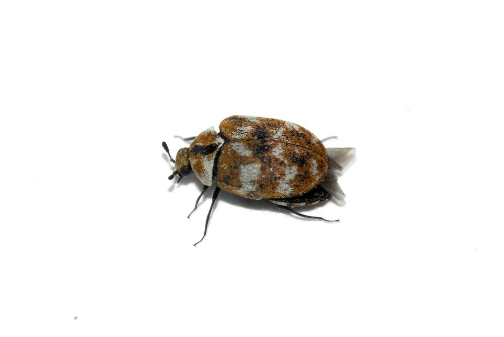 how to get rid of carpet beetles